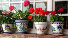 Proč muškáty po prořezání vadnou: nejčastější chyba při přesazování do velkého květináče