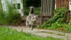 Kočka v turbo režimu po použití záchodu: jak poznat, kdy je to energie a kdy zdravotní problém