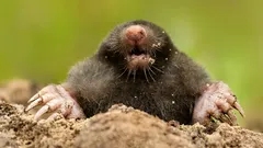 Jak se zbavit krtků na zahradě bez poškození půdy: metody, které opravdu fungují